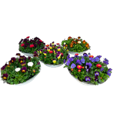 Violen/Bellis in zinken schaal